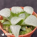 Haworthia Mirror Ball - Image 2