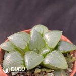 Haworthia Suihu - Image 2