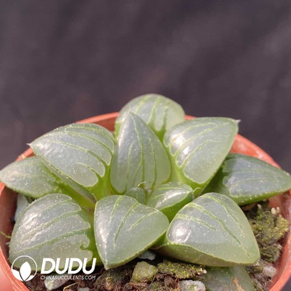 e202-378.jpg Haworthia Suihu - Image 2