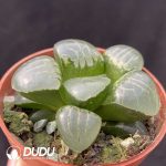 Haworthia Moon Goddess - Image 2