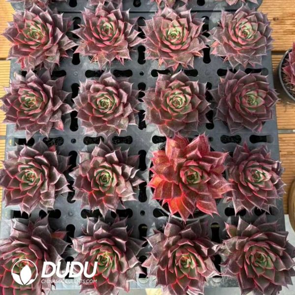 Echeveria WanFeng - Image 2