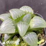 Haworthia Pink Sweetheart - Image 2