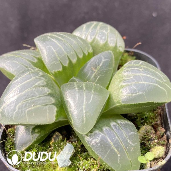 e202-380.jpg Haworthia Pink Sweetheart - Image 2