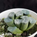 Haworthia Plume - Image 2