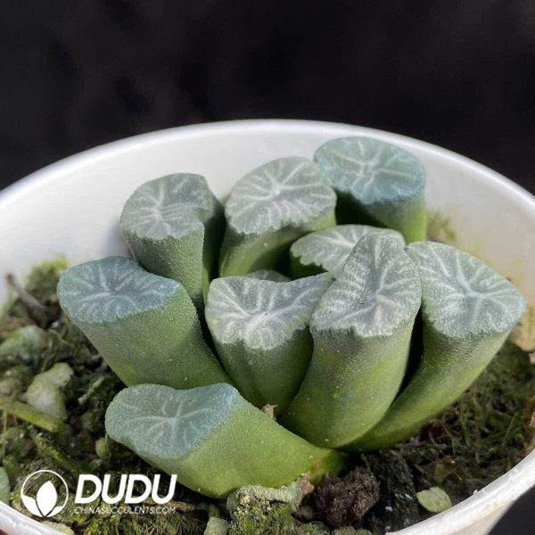 e202-381.jpg Haworthia Plume - Image 2