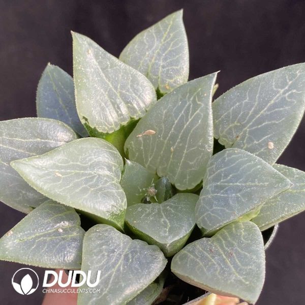 e202-382.jpg Haworthia Koshikawa Katsu - Image 2