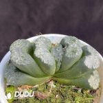 Haworthia Daikoku - Image 2