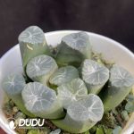 Haworthia Zoge - Image 2
