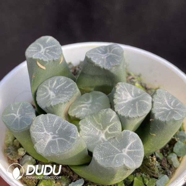 e202-384.jpg Haworthia Zoge - Image 2