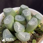 Haworthia Raindrop - Image 2
