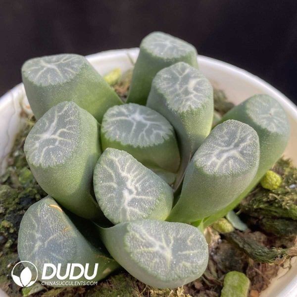 e202-385.jpg Haworthia Raindrop - Image 2