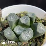 Haworthia Kouran-imo - Image 2