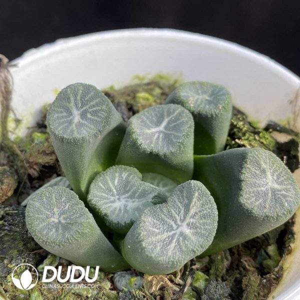 e202-386.jpg Haworthia Kouran-imo - Image 2