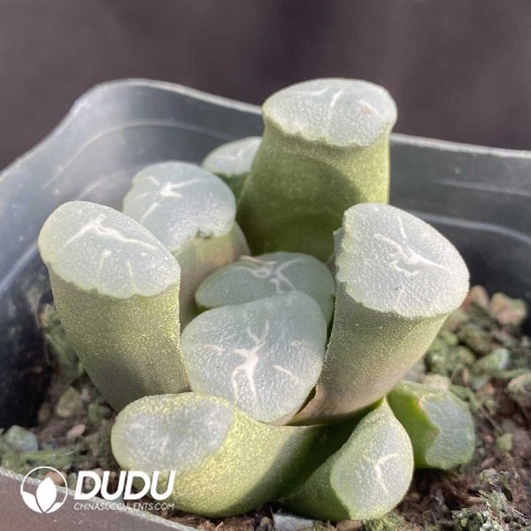 e202-387.jpg Haworthia Eagle - Image 2
