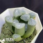 Haworthia Nostalgia - Image 2