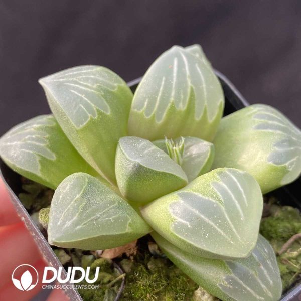e202-389.jpg Haworthia Green Glass - Image 2