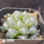 Haworthia Underwater Moon - Image 2