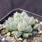 Haworthia Gyokuro f. hirsuta - Image 2