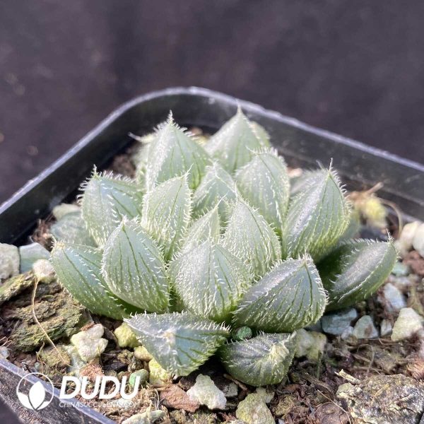 e202-391.jpg Haworthia Gyokuro f. hirsuta - Image 2