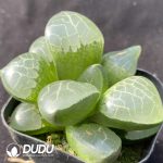 Haworthia Hyohaku-hime - Image 2