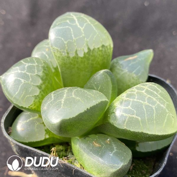 e202-392.jpg Haworthia Hyohaku-hime - Image 2