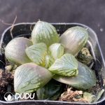 Haworthia Gyokutan - Image 2