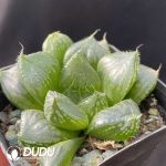 Haworthia Sansenjyu - Image 2