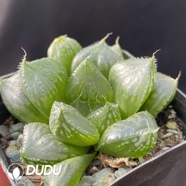 e202-394.jpg Haworthia Sansenjyu - Image 2