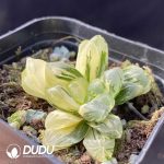 Haworthia Chisen Variegated - Image 2