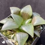 Haworthia Komon - Image 2