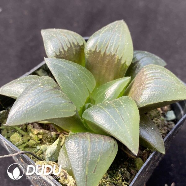 e202-396.jpg Haworthia Komon - Image 2