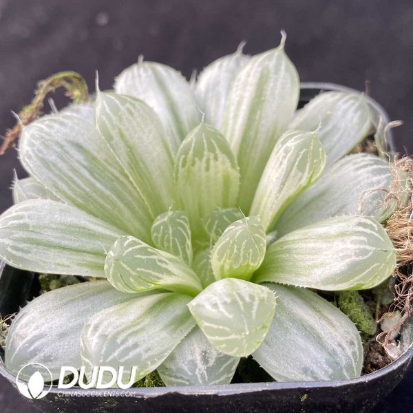 e202-397.jpg Haworthia Gyokuro f. variegata - Image 2