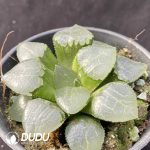 Haworthia Qin Ying - Image 2