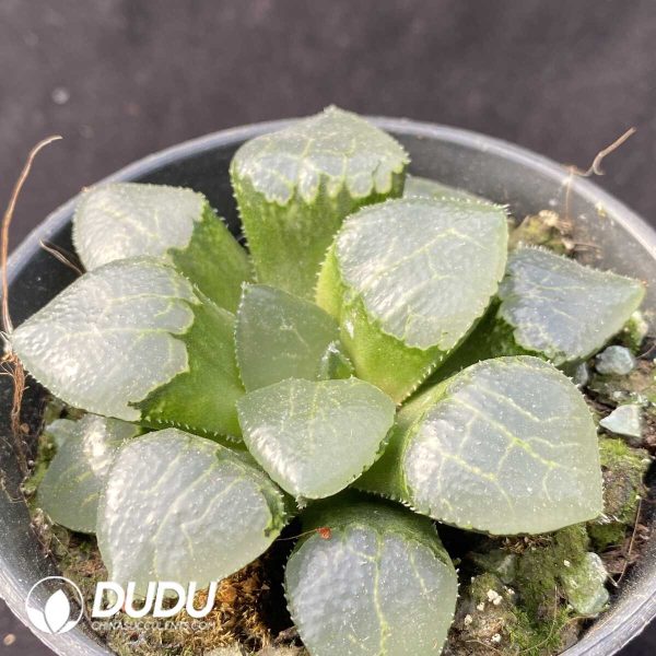 e202-398.jpg Haworthia Qin Ying - Image 2