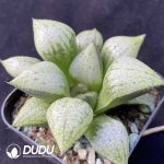 Haworthia Sekai Ichi - Image 2