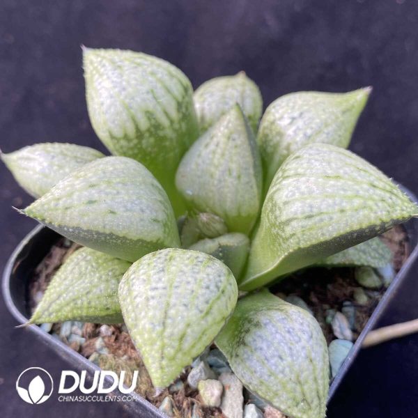 e202-399.jpg Haworthia Sekai Ichi - Image 2