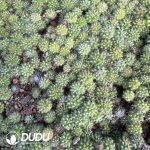 (Seed Grown)Mammillaria Marksiana Seedlings 100 pcs - Image 2