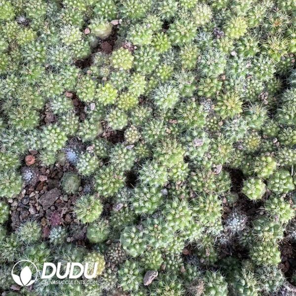 (Seed Grown)Mammillaria Marksiana Seedlings 100 pcs - Image 2