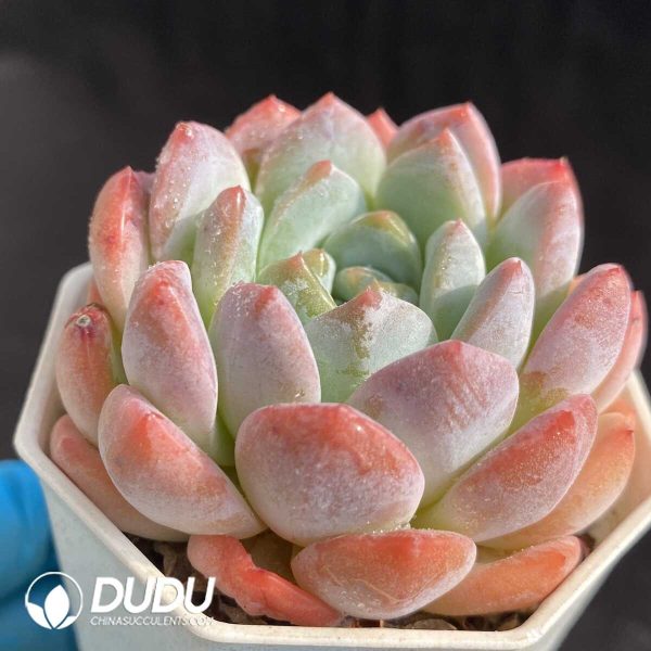 e202-400.jpg Echeveria Phantom - Image 2