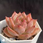 Echeveria NO.037 - Image 2