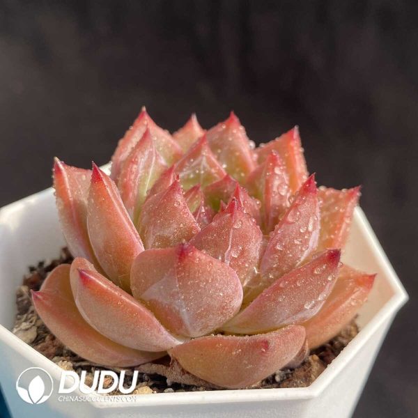 e202-401.jpg Echeveria NO.037 - Image 2