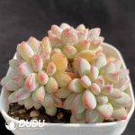 Echeveria Ice Cream Clustering - Image 2