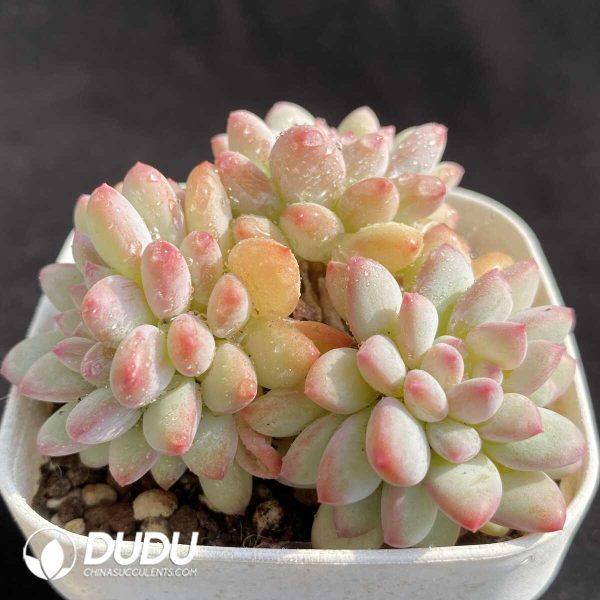 e202-402.jpg Echeveria Ice Cream Clustering - Image 2