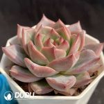 Echeveria NO.047 - Image 2