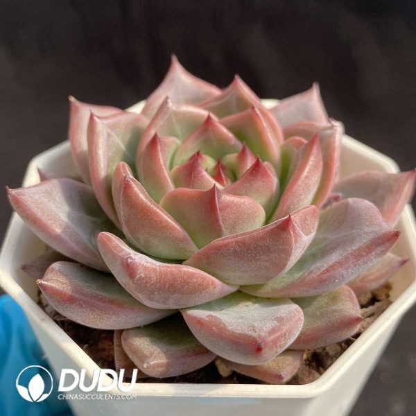 e202-403.jpg Echeveria NO.047 - Image 2