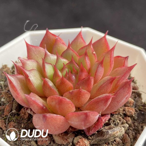 e202-404.jpg Echeveria Red Glow - Image 2
