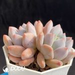 Echeveria Baby Dream Double Heads - Image 2