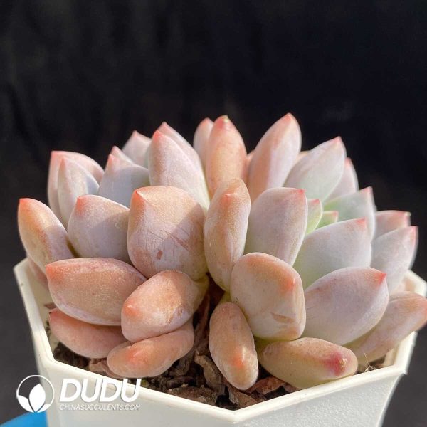 e202-405.jpg Echeveria Baby Dream Double Heads - Image 2