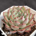 Echeveria Sun Star - Image 2
