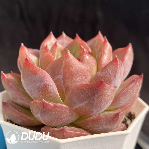 e202-407.jpg Echeveria 047 Subtle Pattern - Image 2